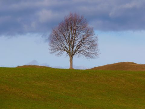 Klimawandel treibt Waldbrände in Europa auf Rekordniveau Klimawandel treibt Waldbrände in Europa auf Rekordniveau