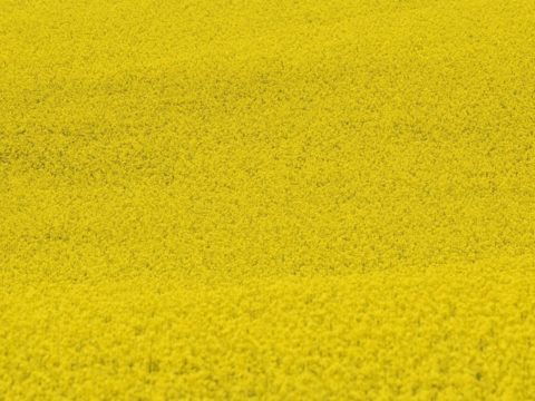 Elternsein in Europa: weniger Zufriedenheit, mehr Lebenssinn