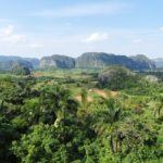 Neuer Waldfonds soll Schutz lukrativer machen als Abholzen